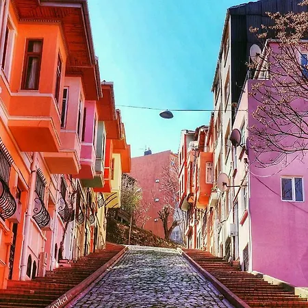 Zeytin Agaci Estambul